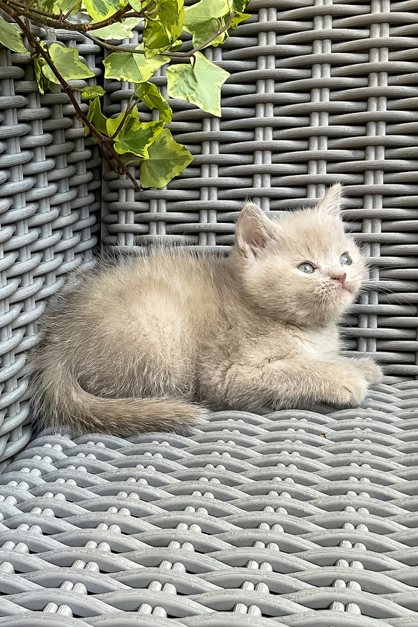 Infiniti | British Shorthair Kitten
