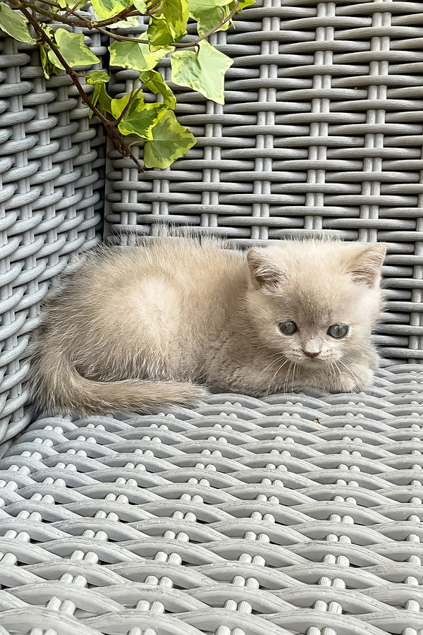 Infiniti | British Shorthair Kitten