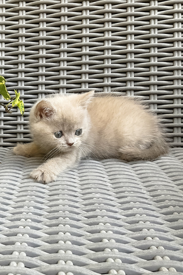 Infiniti | British Shorthair Kitten