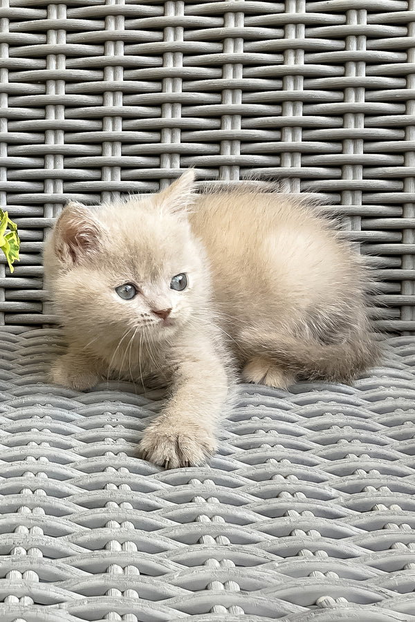 Infiniti | British Shorthair Kitten