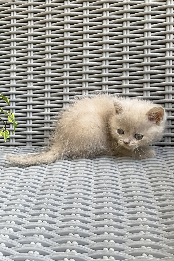 Infiniti | British Shorthair Kitten