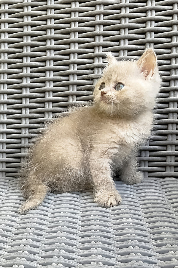 Infiniti | British Shorthair Kitten