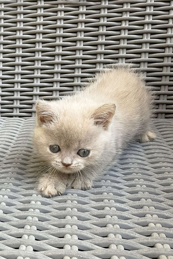 Infiniti | British Shorthair Kitten