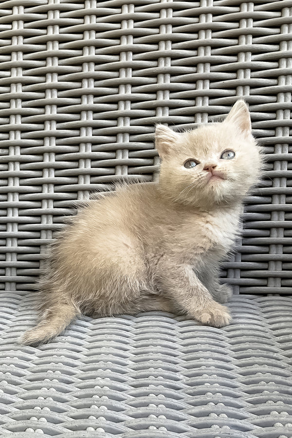 Infiniti | British Shorthair Kitten