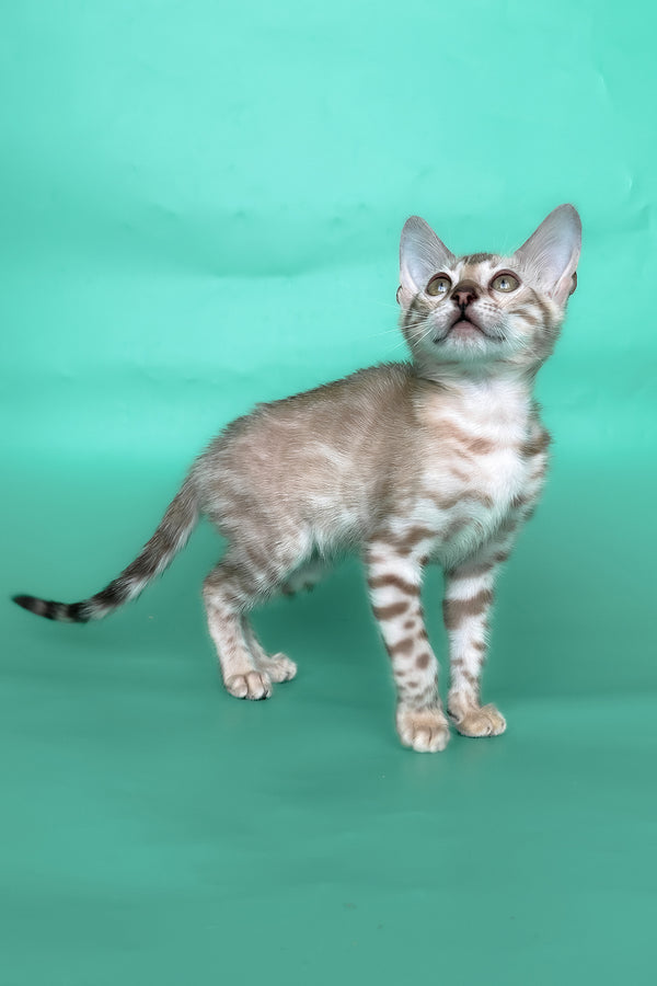 Infinity | Bengal Kitten