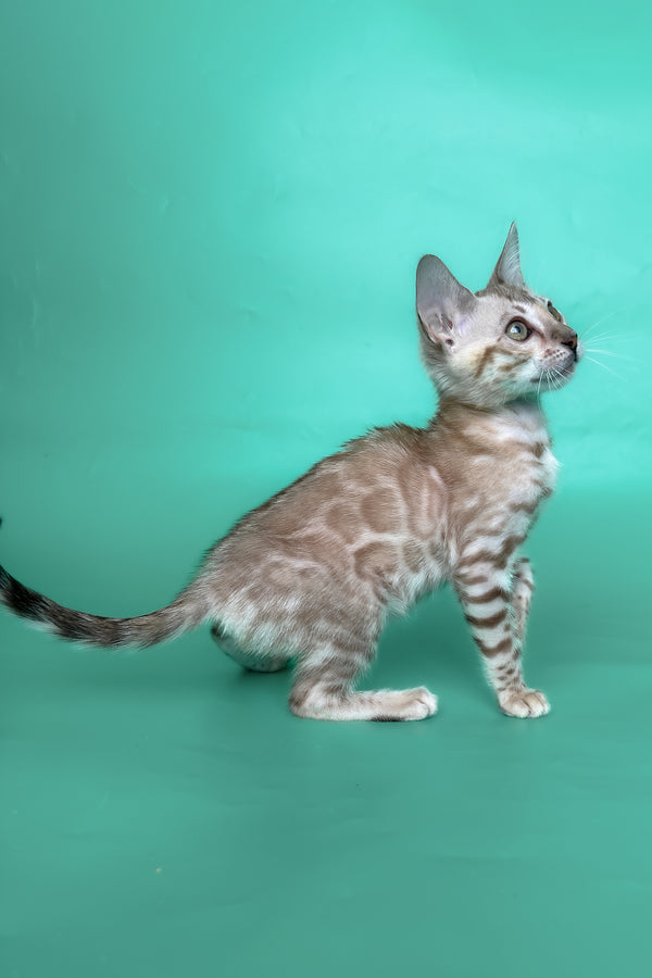 Infinity | Bengal Kitten