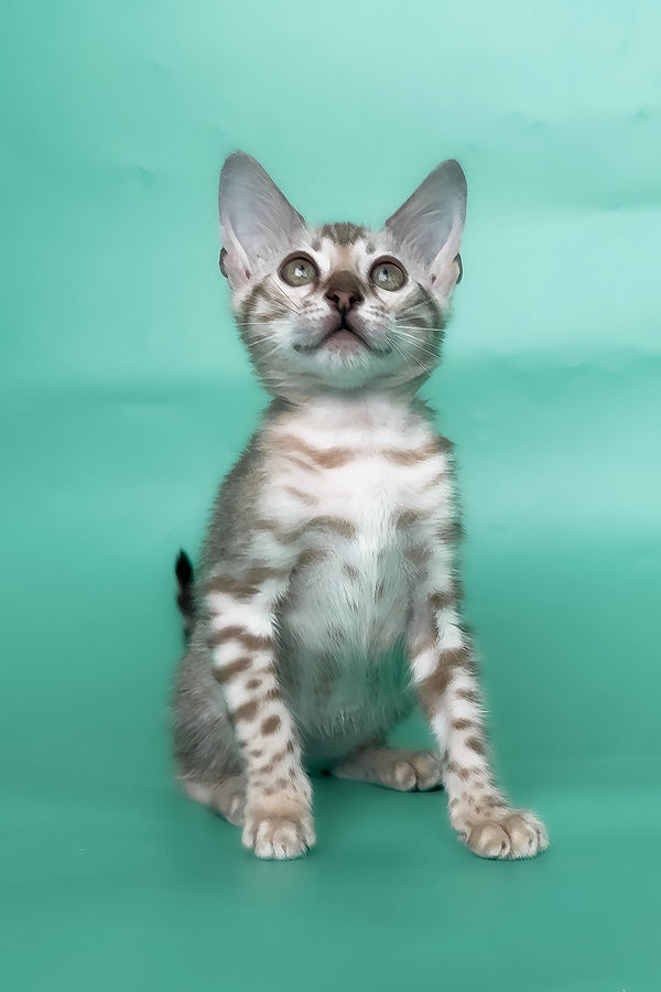 Infinity | Bengal Kitten