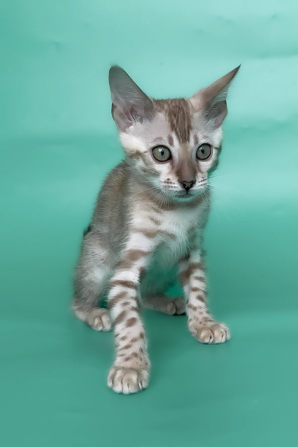 Infinity | Bengal Kitten