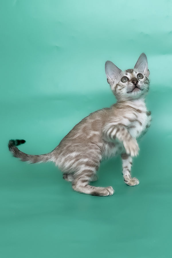 Infinity | Bengal Kitten