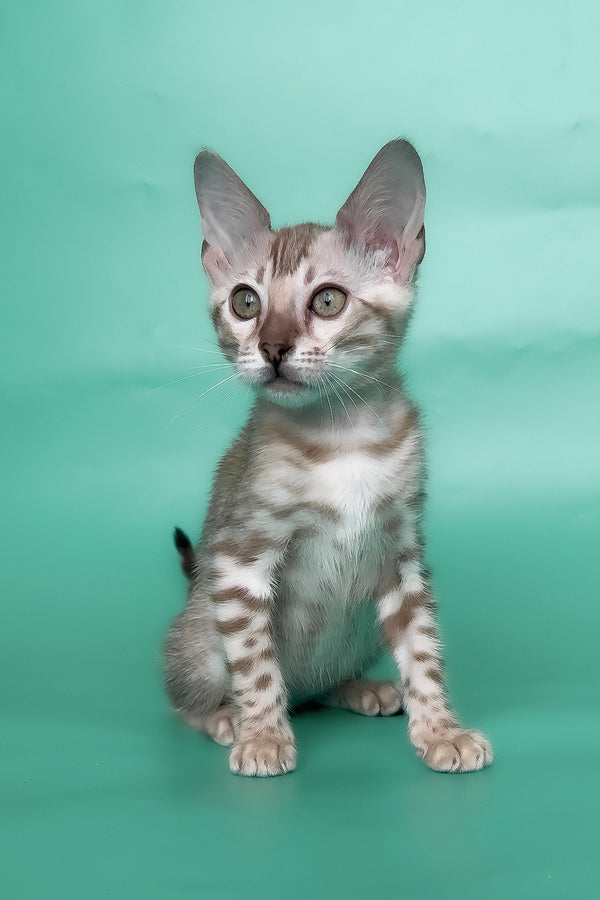 Infinity | Bengal Kitten