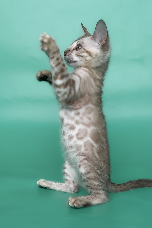 Infinity | Bengal Kitten