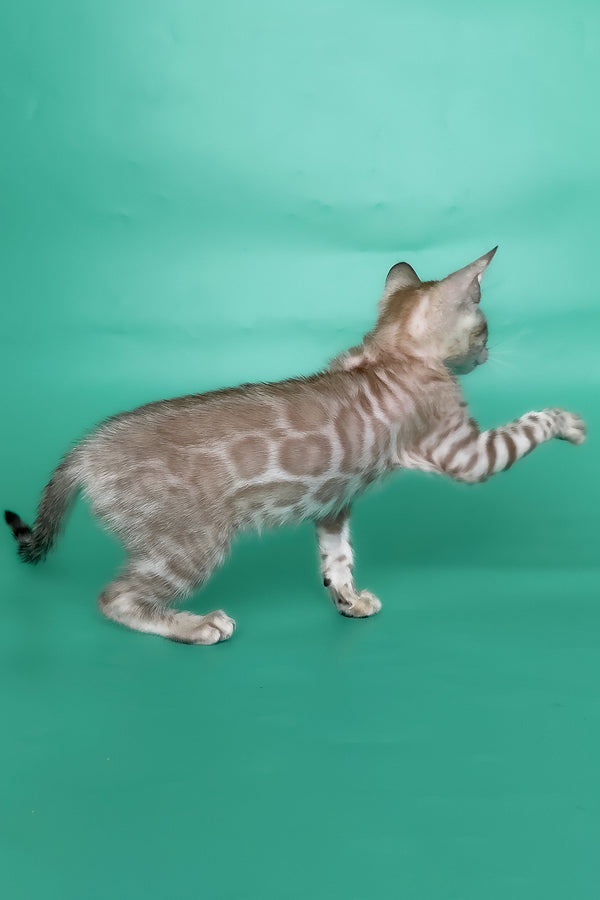 Infinity | Bengal Kitten