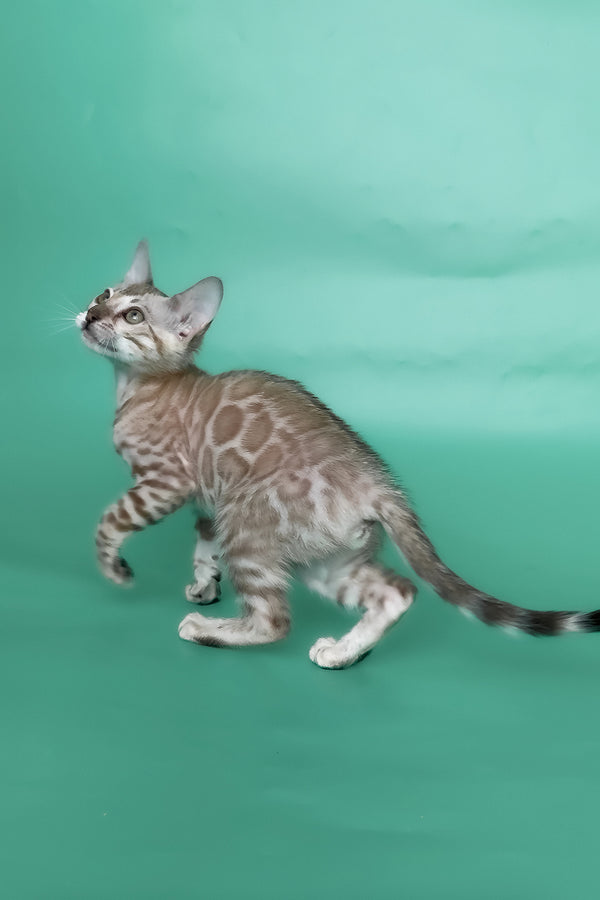 Infinity | Bengal Kitten