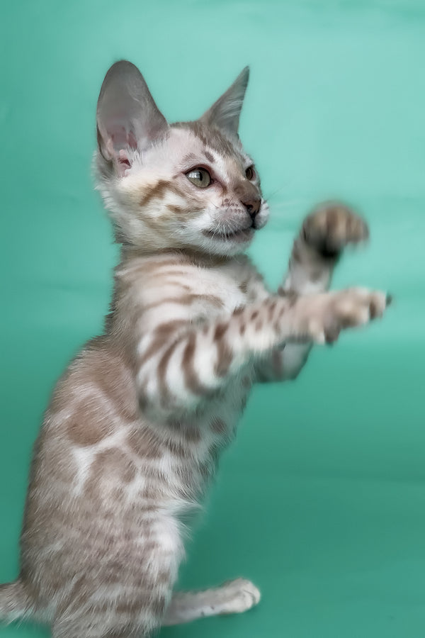 Infinity | Bengal Kitten