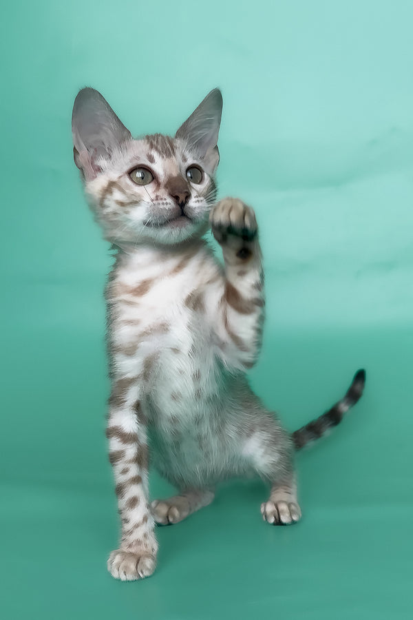 Infinity | Bengal Kitten
