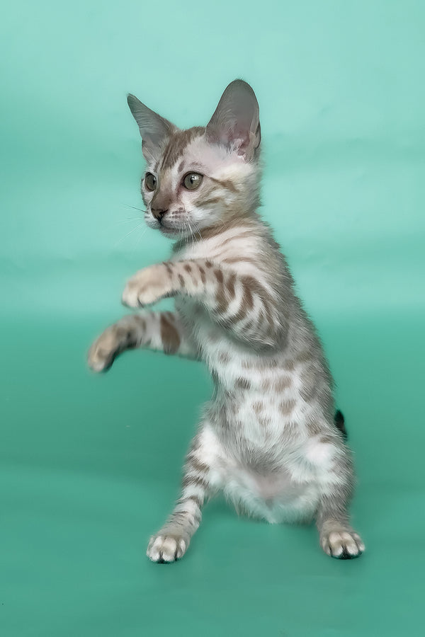 Infinity | Bengal Kitten