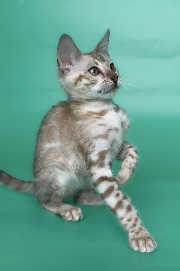 Infinity | Bengal Kitten
