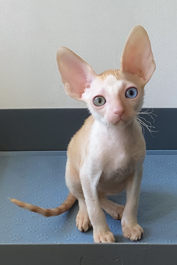 Innamorato | Cornish Rex Kitten
