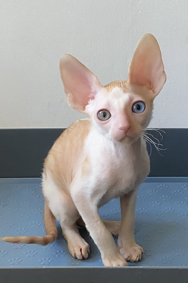 Innamorato | Cornish Rex Kitten