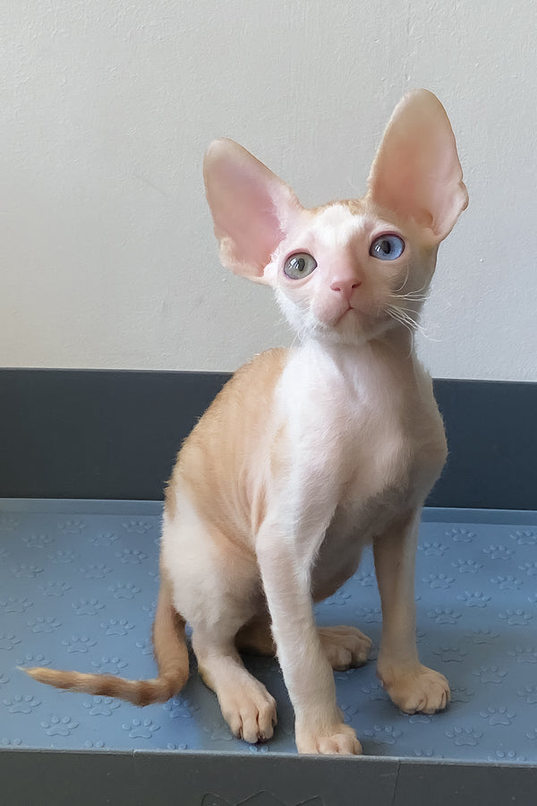 Innamorato | Cornish Rex Kitten