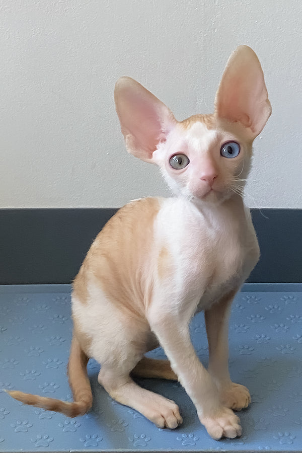 Innamorato | Cornish Rex Kitten