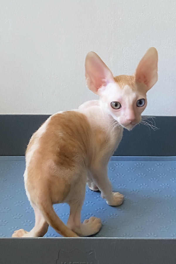 Innamorato | Cornish Rex Kitten