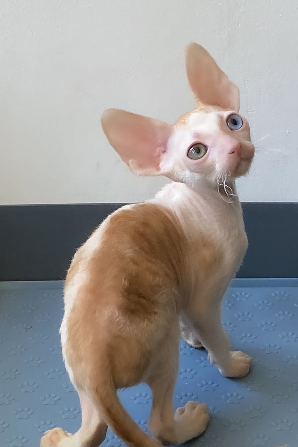 Innamorato | Cornish Rex Kitten
