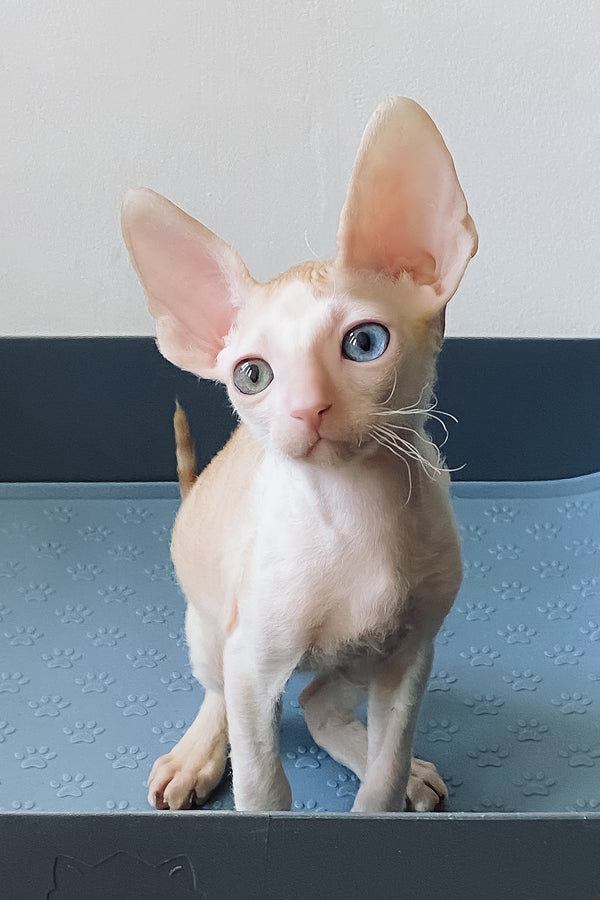 Innamorato | Cornish Rex Kitten