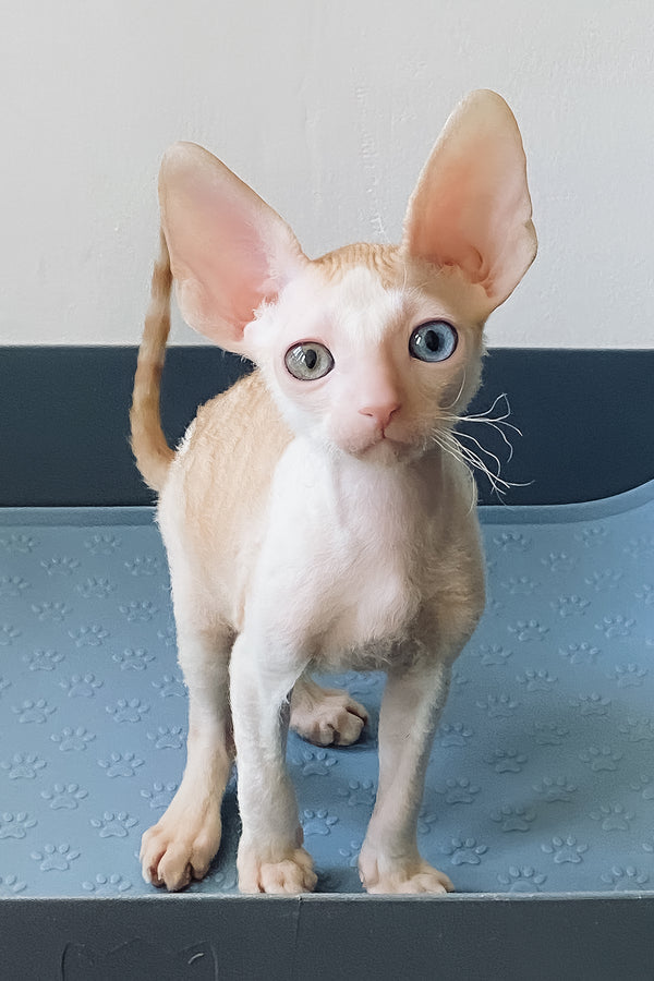 Innamorato | Cornish Rex Kitten