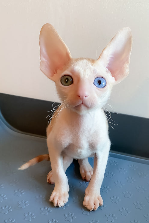 Innamorato | Cornish Rex Kitten