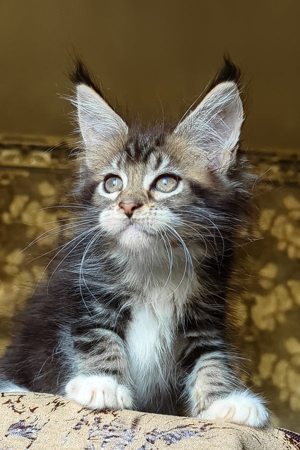 Inosh | Maine Coon Kitten