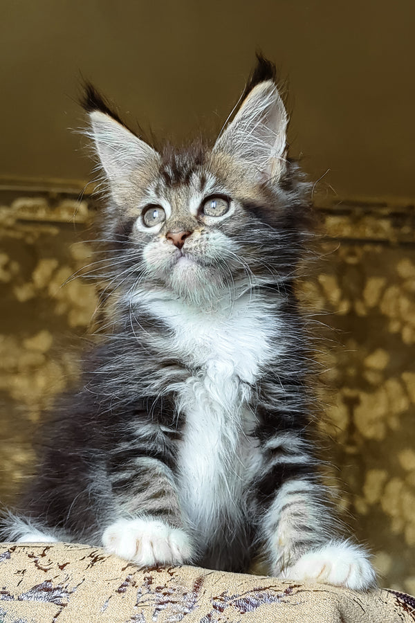 Inosh | Maine Coon Kitten