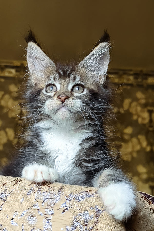 Inosh | Maine Coon Kitten