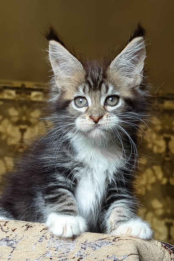 Inosh | Maine Coon Kitten