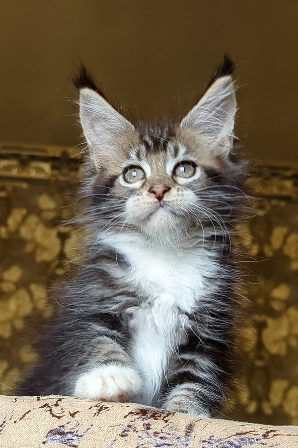 Inosh | Maine Coon Kitten