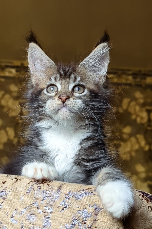 Inosh | Maine Coon Kitten