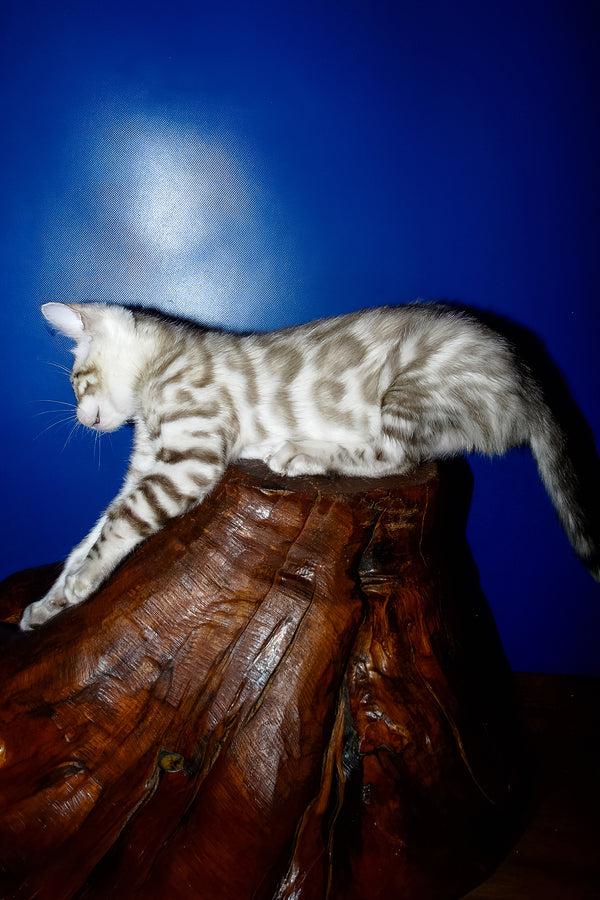 Irbis | Bengal Kitten
