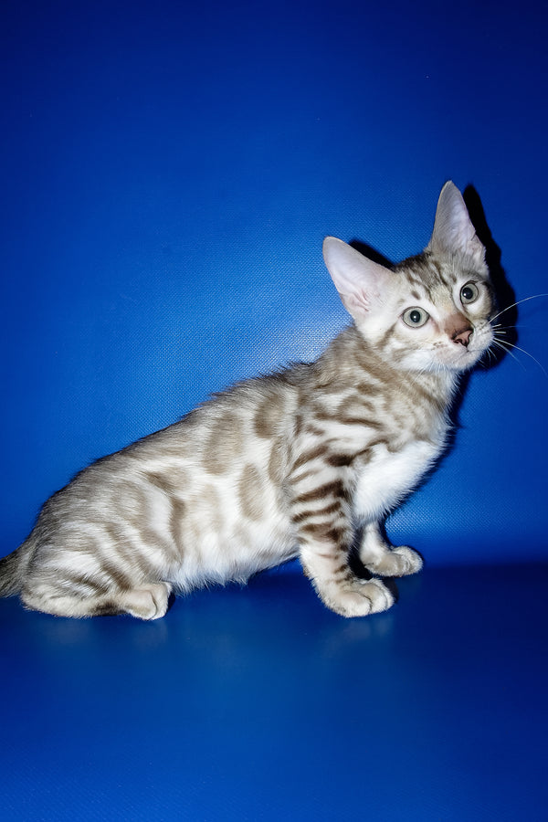 Irbis | Bengal Kitten