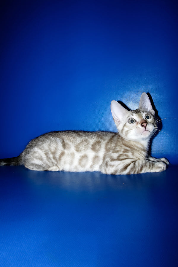 Irbis | Bengal Kitten