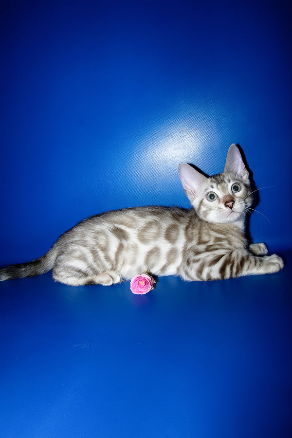Irbis | Bengal Kitten
