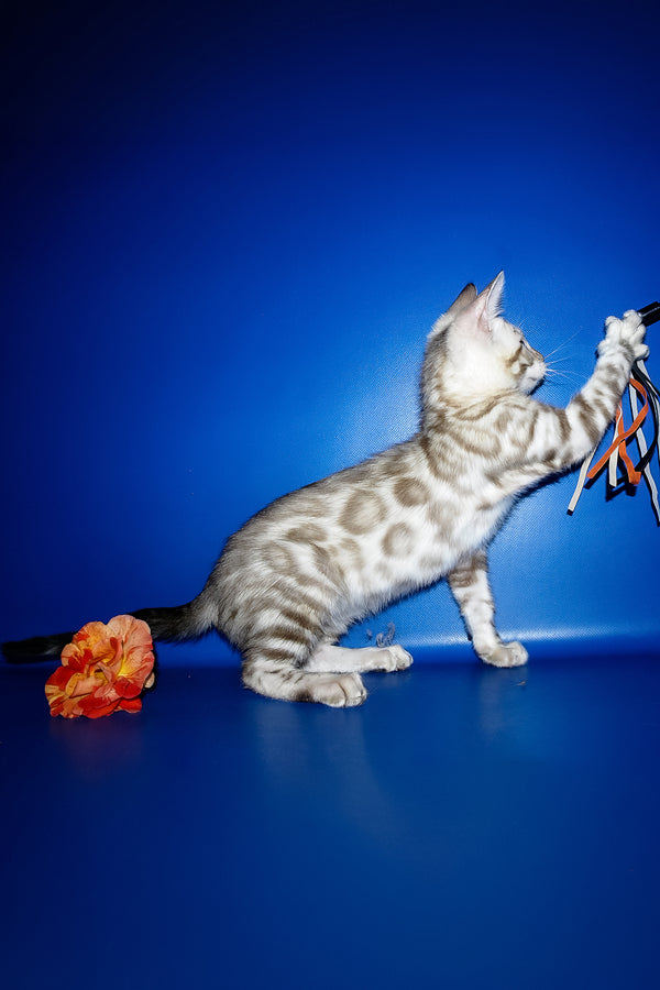 Irbis | Bengal Kitten