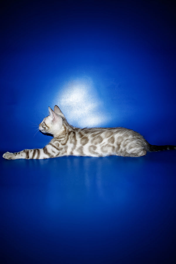 Irbis | Bengal Kitten
