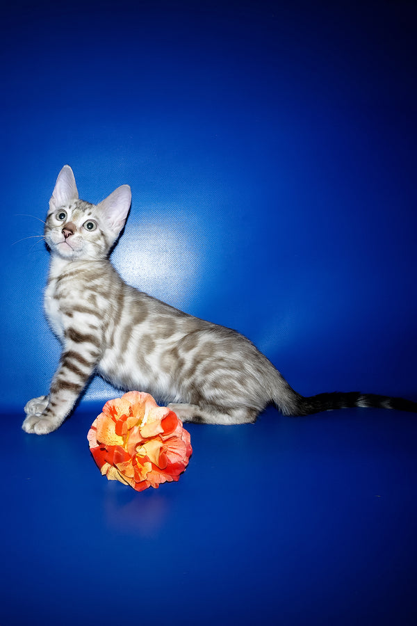 Irbis | Bengal Kitten