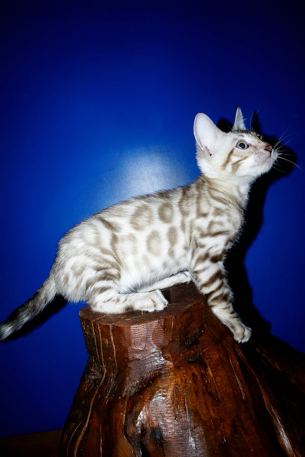 Irbis | Bengal Kitten