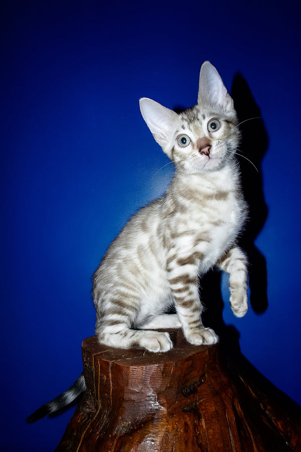 Irbis | Bengal Kitten