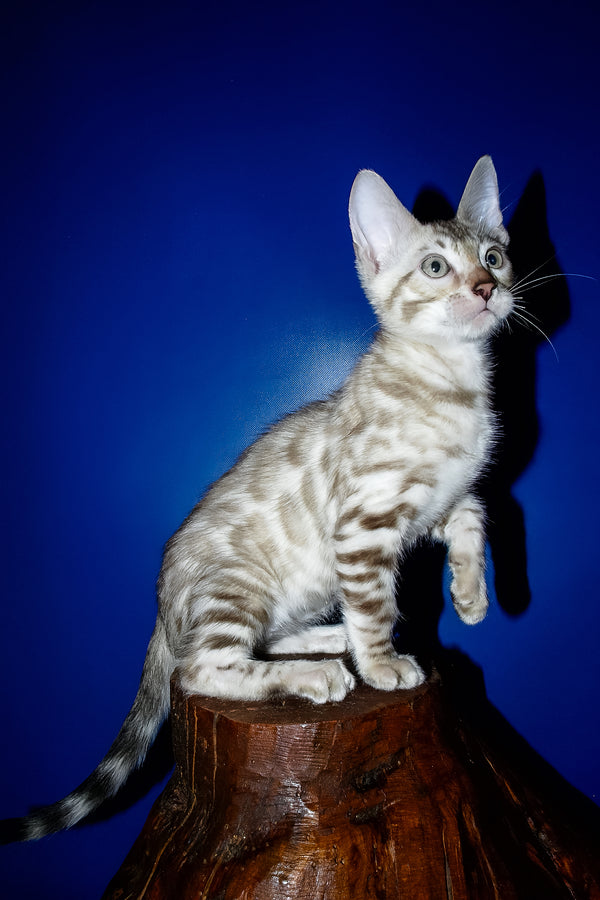 Irbis | Bengal Kitten