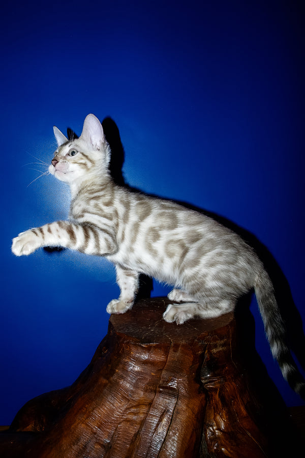 Irbis | Bengal Kitten