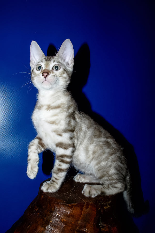 Irbis | Bengal Kitten