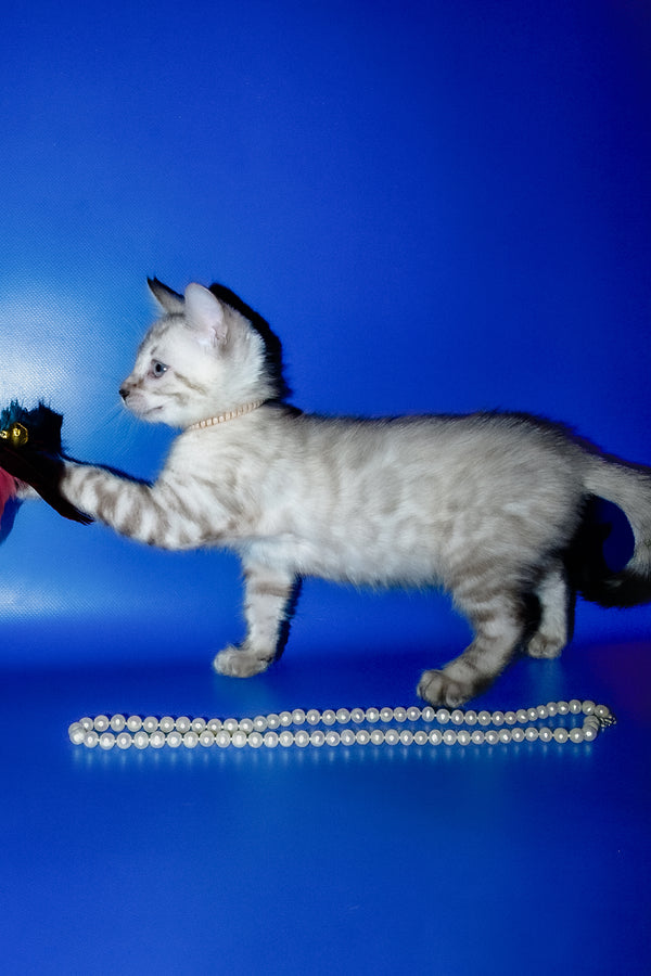 Irika | Bengal Kitten
