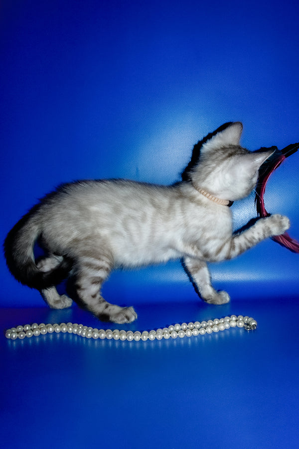 Irika | Bengal Kitten